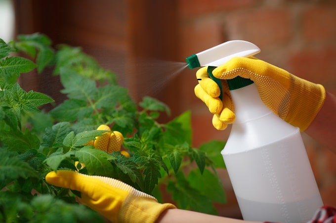 स्प्रे पंप से पौधों पर कीटनाशकों का छिड़काव - High Pressure Garden Spray Pump To Spray Pesticide In Hindi